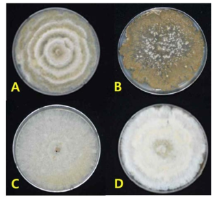 투바키아 마름병에 감염된 참나무류에서 분리된 다양한 곰팡이 균총