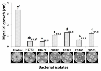 야생에서 분리한 30개의 세균 균주 중 60% 이상의 병원균 균사생장 억제 효과를 나타낸 균주들의 병원균[Tubakia sp.(HY134)] 균사의 생장억제 효과