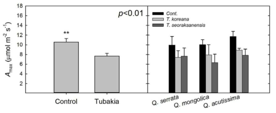 참나무 투바키아잎마름병 접종 유무에 따른 최대 광합성속도(Amax)의 차이 비교.