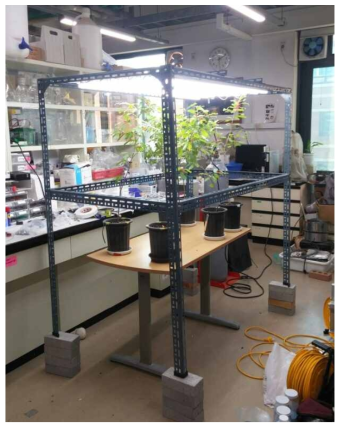 두 번째 시기에 실험실 내부에서 연구 대상 상수리나무 묘목의 광합성을 측정하는 모습.