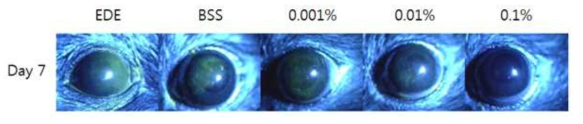 동물의 건성안 유발 후 사스레피 추출물 자체의 각막 형광색소 현미경 사진
