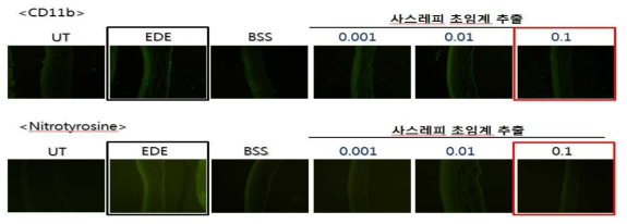 동물의 건성안 유발 후 사스레피 추출물의 항산화 관련 단백질 (CD11b, Nitrotyrosine)에 대한 조절 효과