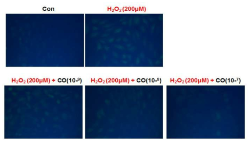 DCF-DA 염색을 통한 편백 초임계 추출물의 ROS 생성 억제 효과 확인
