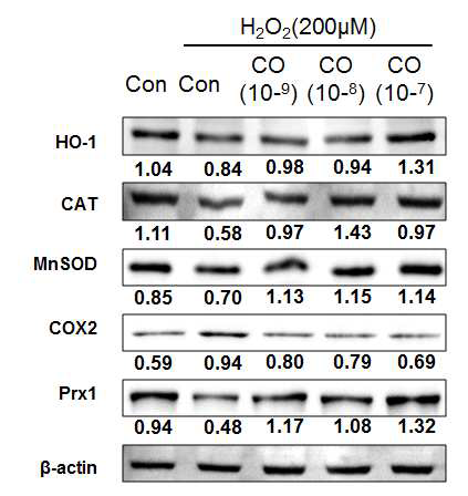 산화스트레스(H2O2)로 유도된 항산화 단백질에 대한 편백 초임계 추출물의 조절 효과
