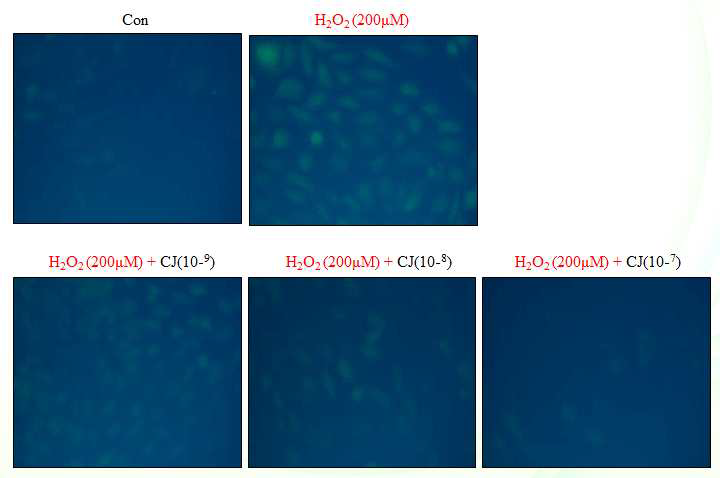 DCF-DA 염색을 통한 동백 초임계 추출물의 ROS 생성 억제 효과 확인