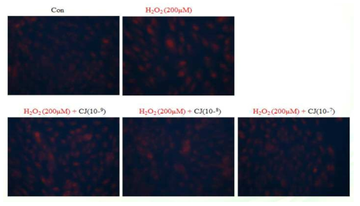 DHE 염색을 통한 동백 초임계 추출물의 ROS 생성 억제 효과 확인
