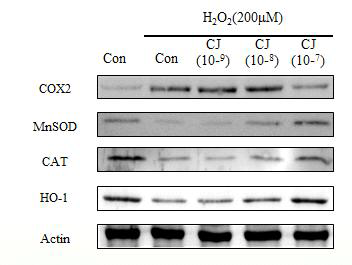 산화스트레스(H2O2)로 유도된 항산화 단백질에 대한 동백 초임계 추출물의 조절 효과