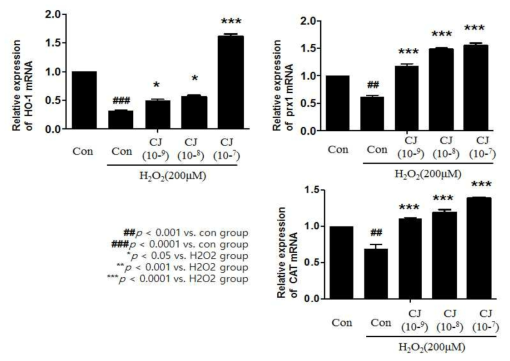 산화스트레스(H2O2)로 유도된 항산화 관련 유전자에 대한 동백 초임계 추출물의 조절 효과