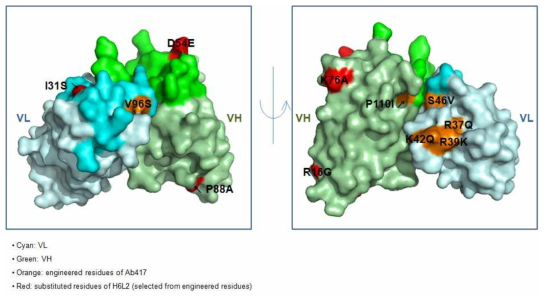 Ab417 항체 가변 영역의 3D 구조 모델