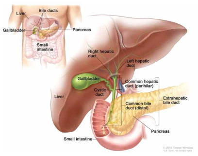 Anatomy of the extrahepatic bile duct