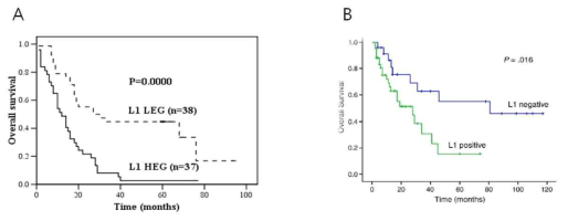 간외 담도암 (A) 및 담낭암 (B)에서 L1CAM 발현과 생존률의 연관성