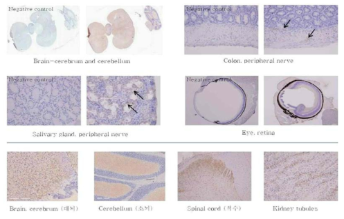 Ab417 항체의 정상 마우스 조직에 대한 면역조직화학염색 결과