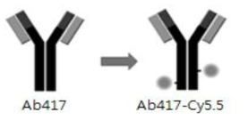 Ab417-Cy5.5 항체의 모식도