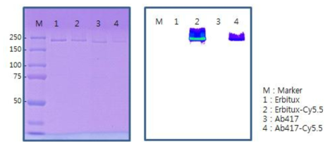 IVIS-2000 imaging sysem을 이용한 conjugation 확인