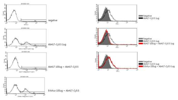 SCK-L1 (왼쪽) 및 TFK-1 (오른쪽) 세포주에 대한 Ab417-Cy5.5 항체의 결합능 확인 결과