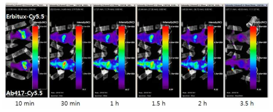 정상 마우스에서 시간에 따른 Ab417-Cy5.5 및 cetuximab-Cy5.5의 조직 분포 확인