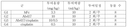 Choi-CK xenograft 모델에서 Ab417 항체와 cisplatin의 병용투여 효능 분석을 위한 군 구성