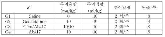 Choi-CK xenograft 모델에서 Ab417 항체와 gemcitabine의 병용투여 효능 분석을 위한 군 구성