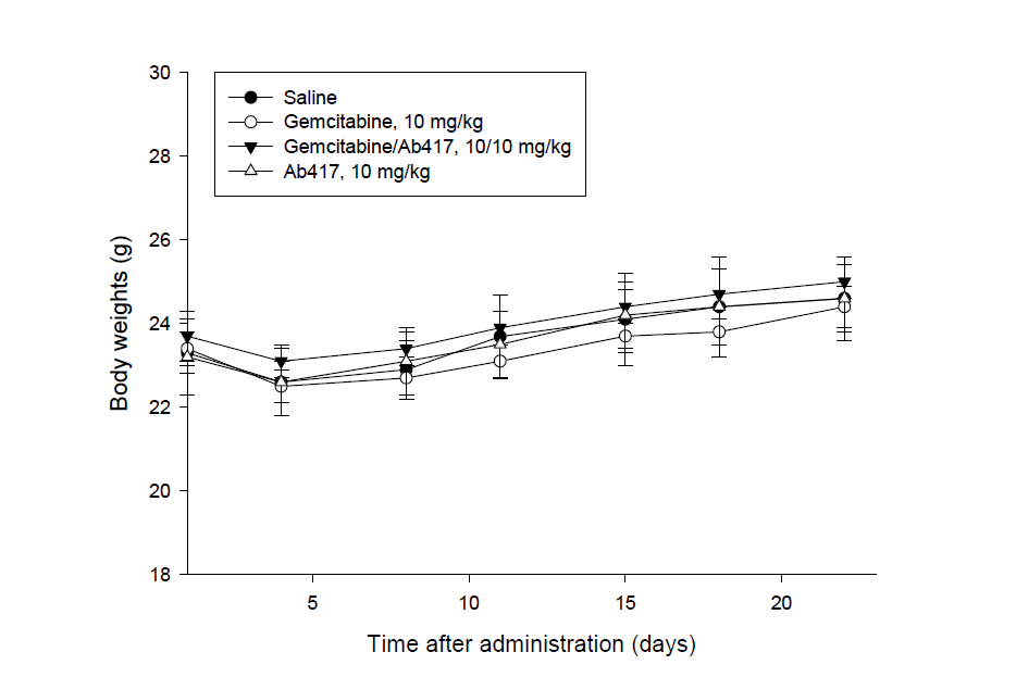 Choi-CK xenograft 모델에서 Ab417 항체와 gemcitabine의 병용투여 효능 분석 결과, 동물의 체중 측정 결과