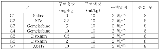 TFK-1 xenograft 모델에서 항체 용량 분석을 위한 군 구성