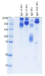 L1-truncated domain의 SDS-PAGE 결과 (Coomassie blue stained)