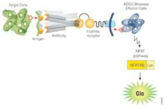 ADCC Reporter Bioassay (Promega)의 원리