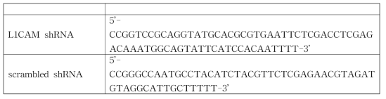 L1CAM 발현 억제에 사용된 shRNA 서열