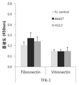 TFK-1 세포주를 이용한 adhesion assay 결과