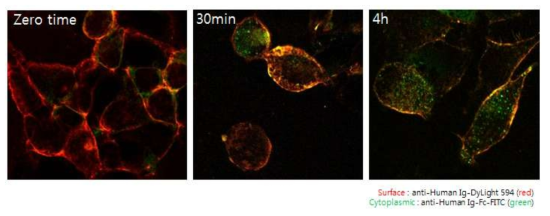 Ab417의 SCK-L1 cell internalization