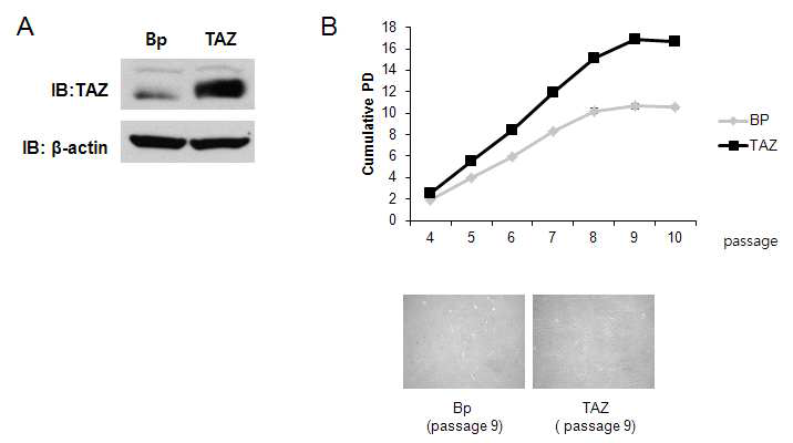 A) 리트로 바이러스를 이용한 TAZ 과발현 중간엽 줄기세포주의 확립 B) passage 진행에 따른 세포의 증식능 분석. (아래) 9 passage에서 세포 배양 플레이트 위에 자라고 있는 세포의 현미경 사진