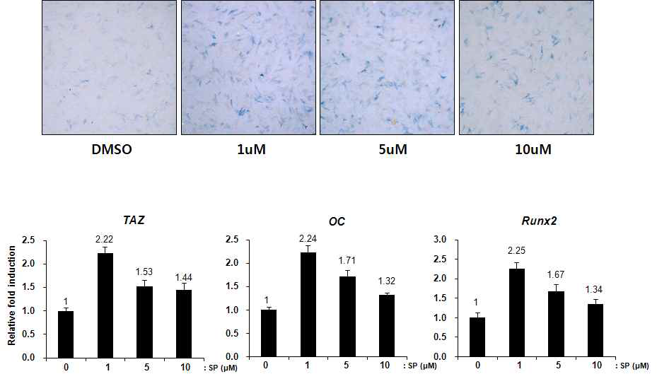 중간엽 줄기세포에서 SP-35454의 조골 세포 분화 효과