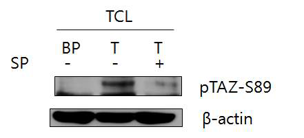 SP-35454에 의한 TAZ 단백질의 serine 89 인산화