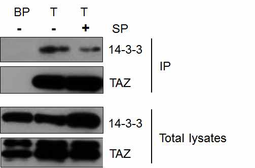 SP-35454 처리 후, 세포내 14-3-3와 TAZ 단백질의 결합능 분석, IP (Immunoprecipitation).