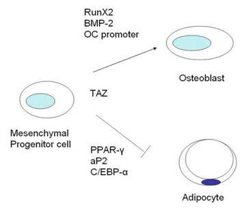 TAZ 단백질의 메카니즘