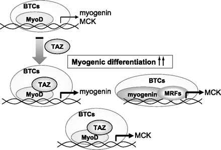 TAZ 단백질의 근육세포 분화 메카니즘