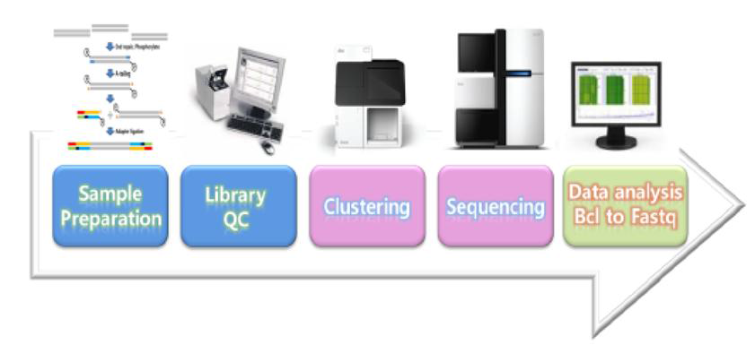 RNA-sequencing 진행 순서