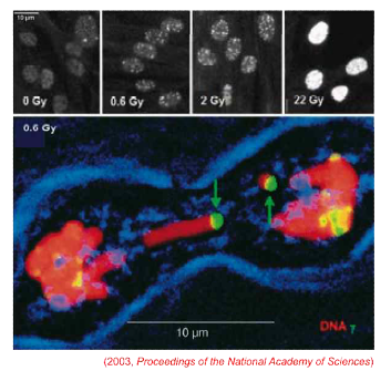 IMR90 세포배양 및 muntjac mitotic chromosomes에서 γ-H2AX foci 형성