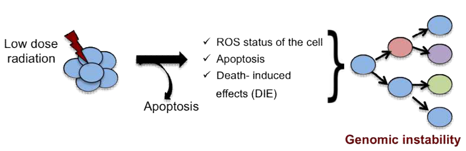 저선량방사선에 의한 유전체 불안정성에 대한 개요