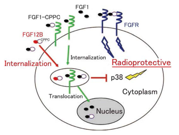 FGF12의 방사선보호 효과