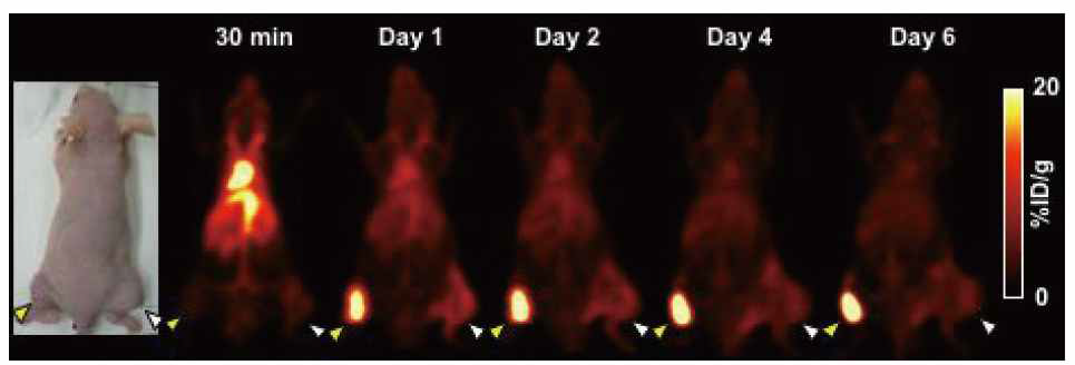 누드마우스의 PET 영상화
