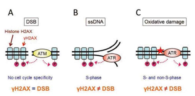 DNA 손상에 대한 경로를 유도하는 γH2AX의 도식화