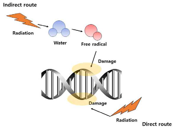 방사선 유도 산화적 스트레스 DNA 손상