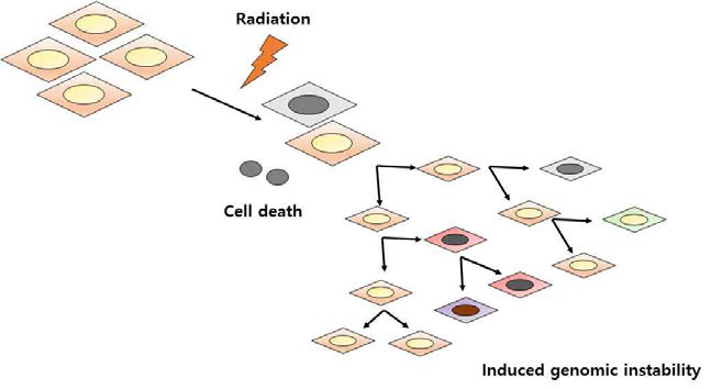 방사선에 의해 유도되는 유전체 불안정