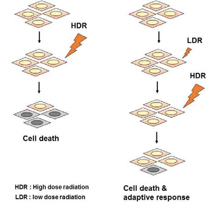저선량방사선 특이적 유도 적응반응