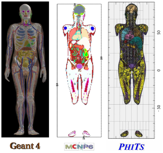 Geant4,, MCNP6, PHITS 몬테칼로 코드에 개선형 ICRP 표준팬텀이 입력된 모습