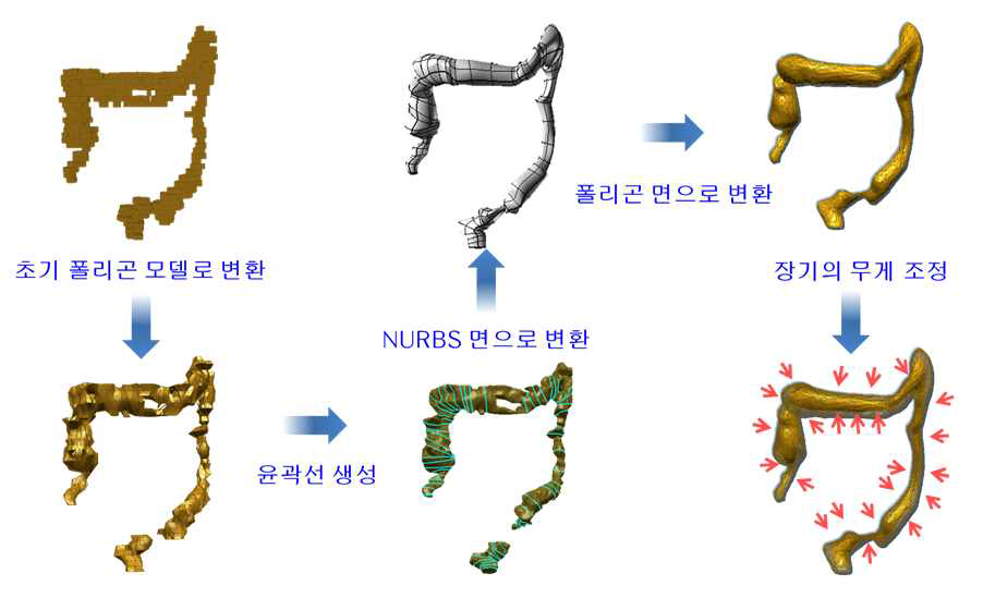 기존 ICRP 성인남성 표준팬텀의 대장 모델을 폴리곤 면으로 변환하는 과정