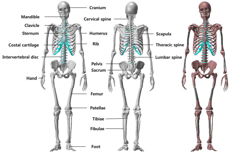 개선형 ICRP 성인남성 표준팬텀의 골격모델: 골피질(회색), 해면질(붉은색),골수강(검정색), 연골(하늘색)