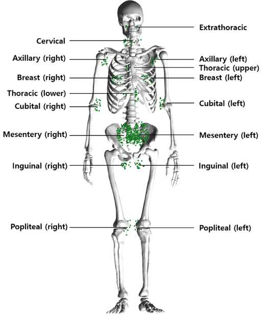 본 연구에서 개발한 남성의 림프노드 모델
