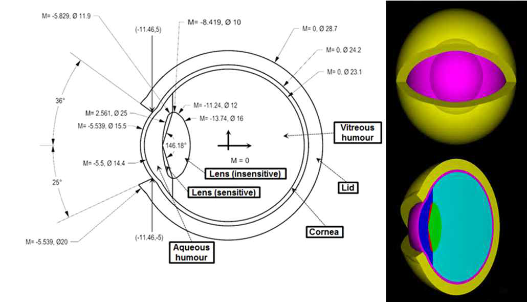 ICRP-116 보고서의 눈 상세모델 도면(좌) 및 삼차원 모습(우)