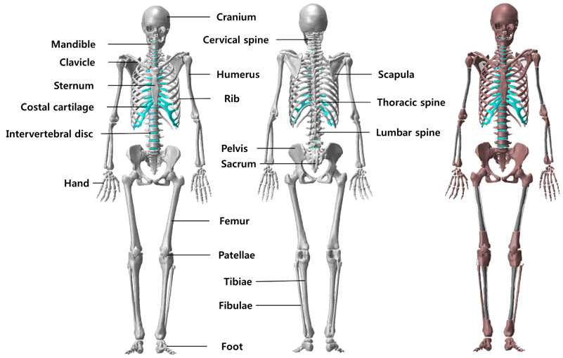 개선형 ICRP 성인여성 표준팬텀의 골격 모델: 골피질(회색), 해면질(붉은색),골수강(검정색), 연골(하늘색)